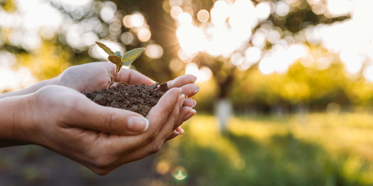 Hand with soil